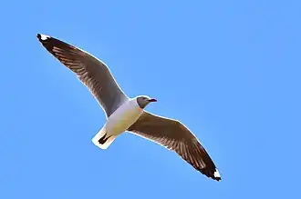 C. c. cirrocephalus in flight in breeding plumage, Uruguay