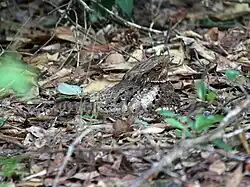 Camouflaged female on nest