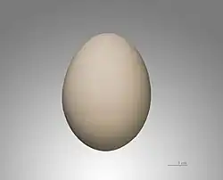 Egg of Ciconia abdimii