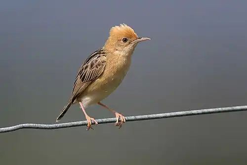 A golden-headed cisticola perched on a tree branch