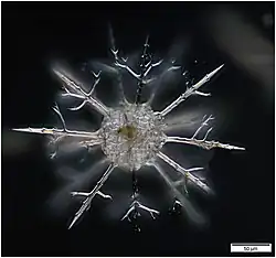 Cladococcus cell, showing the intricate radiolarian skeleton