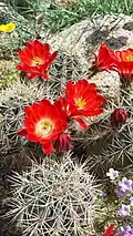 Claret cup cactus and desert flowers in bloom.