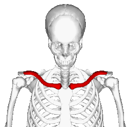 Position of collarbone (shown in red). Animation.