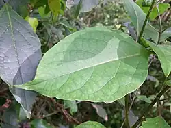 Leaves, Mount Keira, NSW