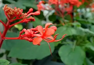 (Clerodendrum speciosissimum)