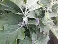 Close-up of Thorny leaves and purple flowers of the brinjal plant