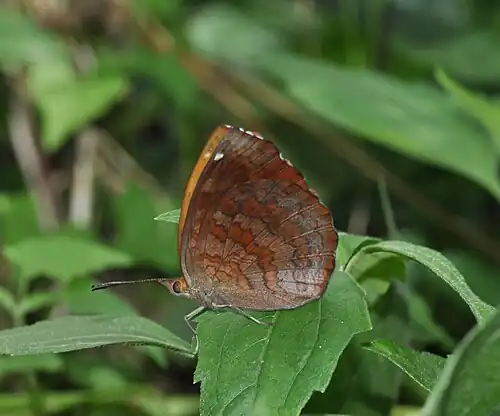 Ventral view