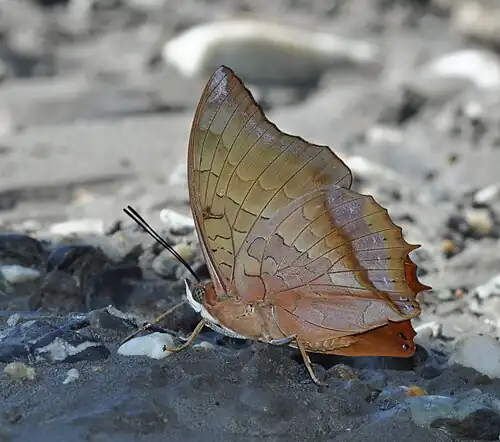 Ventral view