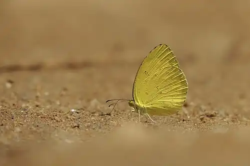 Ventral view