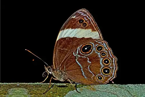 Ventral view