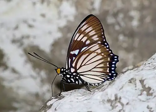 Ventral view (male)