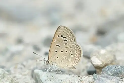 Ventral view