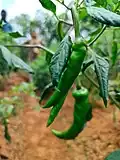 Closeup of Chilli at a farm
