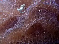 A closeup revealing the skeletal reticulation.