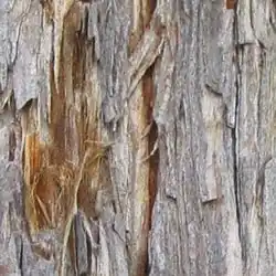 Close view of Coast Redwood bark.