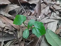 Coccinia grandis sapling. The cotyledons are visible