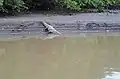 American crocodile in the River Matapalo.