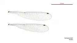 Female wings