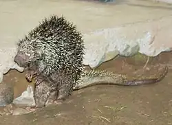A photo of a porcupine standing on its hind legs near a ledge