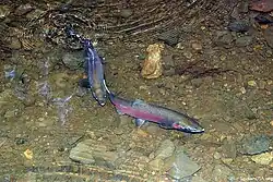 Coho salmon are threatened by rising sea temperatures and poor stream conditions