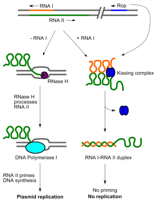 ColE1 replication control