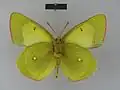 Colias palaeno poktussani Male, ventral side