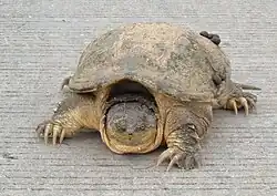 face-on view of a snapping turtle on gray background.