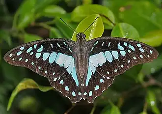 Common jay (Graphium doson)