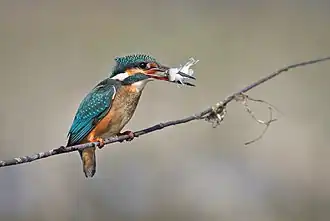 Common kingfisher female with fish, in Chattogram, Bangladesh