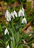 Snowdrop