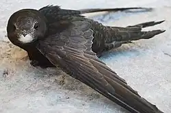 Common swift, Kalmar Castle