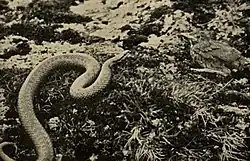 Sepia-color photo of slithering snake approaching juvenile bird over lichen-covered rocks, fledgling seems to be looking directly at the camera