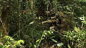 Argentine hunter infantry.