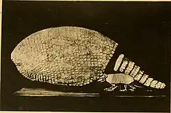 A photograph of the holotype of Glyptotherium texanum in the background behind a skeleton of the Southern naked-tailed armadillo.