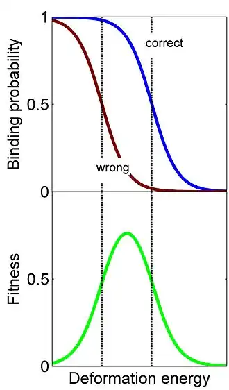 In Conformational Proofreading introducing a structural mismatch or an energetic barrier between a molecular recognizer and its target, or an energetic barrier, enhances the recognition specificity and quality. The enhancement may reach several orders of magnitude.