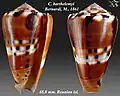 Conus barthelemyi Bernardi, M., 1861