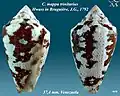 Conus mappa trinitarius Hwass in Bruguière, J.G., 1792