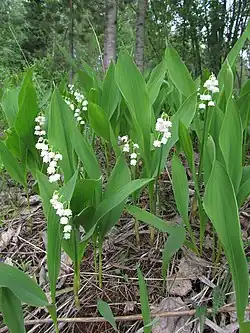 Convallarias in Kemi in early June