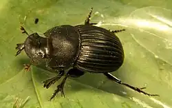 Copris fricator male