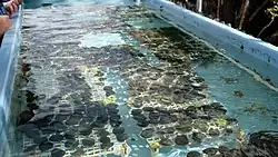 View of coral microfragments growing in a wide rectangular basin on land, known as a coral nursery.