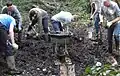 A corporate group digging out wet woodland (willow carr)