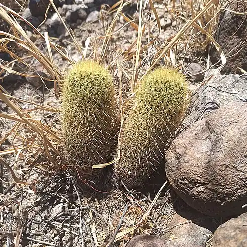 Plants growing in Guanajuato