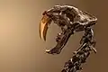 Saber-toothed cat skull, Smilodon fatalis