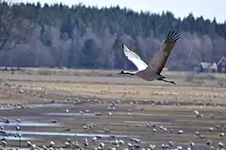 Common crane, Hornborgasjön, Västergötland