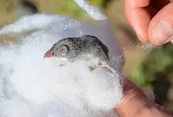 Gray shrew
