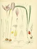 Hand painted lithograph of Crocus iridiflorus from 1886