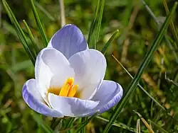 Flower of Crocus vernus