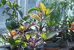 Croton 'Petra' in a botanical garden