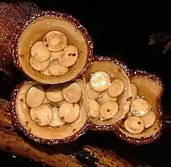 Four cup-shaped structures on a piece of wood; each cup contains three to seven visible whitish-yellow disc-shaped objects within. The interior of the cups is buff or light brown, while the rims are a darker brown.