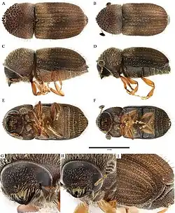 Cryphalus mangiferae